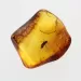 Nymph Insect in Baltic Amber Fossil Specimen