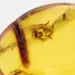 Nymph Insect in Baltic Amber Fossil Specimen