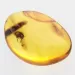 Nymph Insect in Baltic Amber Fossil Specimen