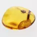 Nymph Insect in Baltic Amber Fossil Specimen