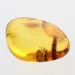 Nymph Insect in Baltic Amber Fossil Specimen