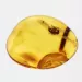 Nymph Insect in Baltic Amber Fossil Specimen