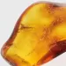 Gnat Insect in Baltic Amber Fossil Specimen