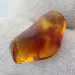 Gnat Insect in Baltic Amber Fossil Specimen