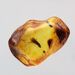 Baltic Amber Fossil Specimen with Insect Inclusion