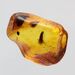 Baltic Amber Fossil Specimen with Insect Inclusion
