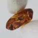Baltic Amber Fossil Specimen with Insect Inclusion