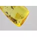 Gnat Insect in Baltic Amber Fossil Specimen