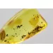 Gnat Insect in Baltic Amber Fossil Specimen