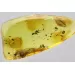 Gnat Insect in Baltic Amber Fossil Specimen