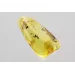 Gnat Insect in Baltic Amber Fossil Specimen