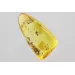 Gnat Insect in Baltic Amber Fossil Specimen