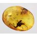 Beetle Insect in Baltic Amber Fossil Specimen