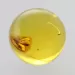 Gnat Insect in Baltic Amber Ball Fossil Specimen