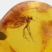 Big Gnat Insect in Baltic Amber Fossil Specimen