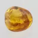Big Gnat Insect in Baltic Amber Fossil Specimen
