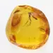 Big Gnat Insect in Baltic Amber Fossil Specimen