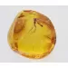 Big Gnat Insect in Baltic Amber Fossil Specimen