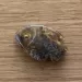 Baltic Amber figurine FISH Pendant Charm