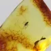 Fly Insect in Baltic Amber Fossil Specimen