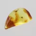 Fly Insect in Baltic Amber Fossil Specimen