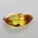 Fly Insect in Baltic Amber Fossil Specimen