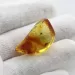 Fly Insect in Baltic Amber Fossil Specimen