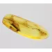 Spider Insect in Baltic Amber Fossil Specimen