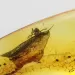 Spider Insect in Baltic Amber Fossil Specimen