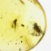 Fossil Insect Baltic Amber Pendant