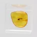 Termite in Baltic amber fossil
