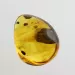 Beetle Insect in Baltic Amber Fossil Specimen