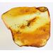 Rare fossil insect in genuine Baltic amber stone
