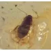 COCKROACH in Baltic amber fossil stone silver pendant