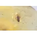 COCKROACH in Baltic amber fossil stone silver pendant