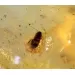 COCKROACH in Baltic amber fossil stone silver pendant