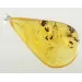 COCKROACH in Baltic amber fossil stone silver pendant