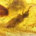 Large CUPEDIDAE in genuine Baltic amber fossil stone