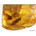 Large CUPEDIDAE in genuine Baltic amber fossil stone