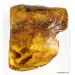 Large CUPEDIDAE in genuine Baltic amber fossil stone