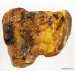 Large CUPEDIDAE in genuine Baltic amber fossil stone