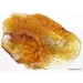 CRICKET in genuine Baltic amber fossil stone