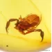 Pseudoscorpion fossil insect in Baltic amber
