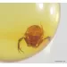 Pseudoscorpion fossil insect in Baltic amber