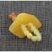 Baltic amber teething dummy - pacifier