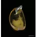 Baltic amber CARVED pendant