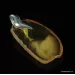 Baltic amber CARVED pendant