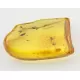 COCKROACH insect inclusion in Baltic amber fossil stone 5g