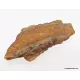 Baltic amber fossil stone with plant print