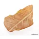 Baltic amber fossil stone with plant print